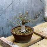 Un esempio di shoin (bonsai di piccole dimensioni), curato da un allievo della scuola bonsaistica